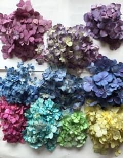 ドライフラワー  アジサイ 紫陽花 10色のサムネイル