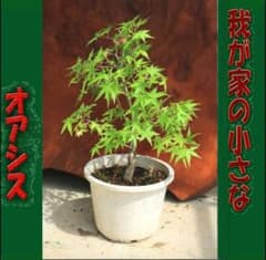 盆栽素材 　イロハモミジ　ヤマモミジ　もみじ盆栽　　心癒す我が家のオアシス 盆栽素材 イロハモミジ ヤマモミジ もみじ盆栽 心癒す我が家のオアシス
