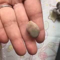 星美人錦☆葉挿しちゃん②のサムネイル