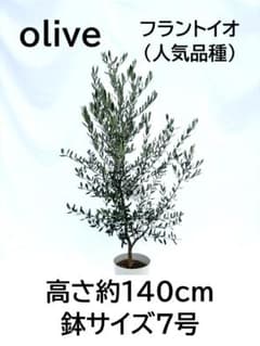 オリーブの木 フラントイオ 7号 約140cm NO.851 人気品種 現品掲載