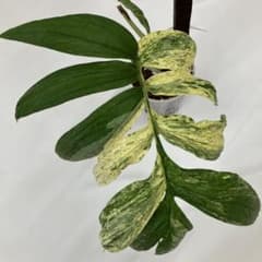 希少株 ラフィドフォラ ピナタ - メルカリ