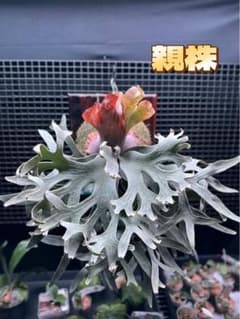 ビカクシダP. willinckii 'Masayu' 胞子 ビカクシダP. willinckii 'Masayu' 胞子 - メルカリ