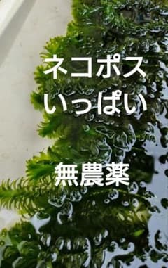 アナカリス 水草 大量 無農薬 - メルカリ