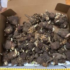 ヤーコン種芋大小　芽吹き出し　40〜50のサムネイル