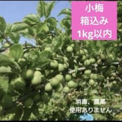 小梅 消毒、農薬不使用　　梱包材込み1kg以下のサムネイル