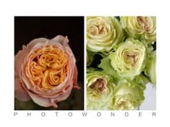 Beaniebaby様専用」 切り花品種バラ苗 レアバラ 2点 - メルカリ