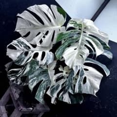 斑入りモンステラ ホワイトタイガー極美大株62cm白斑多 - メルカリ