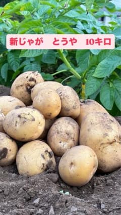 新じゃが　ジャガイモ「とうや」10kg（家庭菜園）のサムネイル