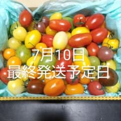 고당도 화려한 미니 토마토 1kg