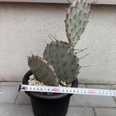 オプンチア　サンタリタのサムネイル