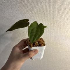 Anthurium AOS✖️RVDP斑入り - メルカリ