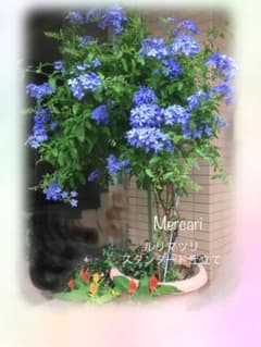 ルリマツリ スタンダード仕立て 鉢植え - メルカリ