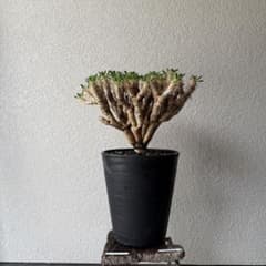 49【現地球・発根済】特大美型ユーフォルビア・ギラウミニアナ - メルカリ