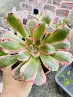 A37アエオニウム　多肉植物　妖月　抜き苗のサムネイル