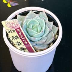 ミックスベリア 札付き 050 桃染華 - メルカリ