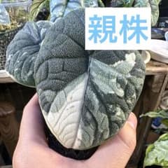 アロカシア メロ 斑入り 芋1つ ラスト - メルカリ