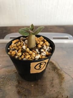 アデニウム　アラビカム　実生苗⑤のサムネイル