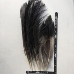 H-52】天然 鳥 羽・羽根 8枚☆消毒済☆ - メルカリ