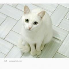 音羽様専用☆のサムネイル
