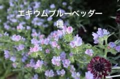 増量中！エキウムブルーベッダーの種　40粒のサムネイル