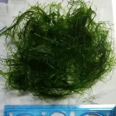 南米ウィローモス(大量)のサムネイル