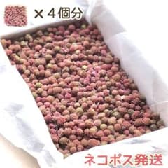 多肉植物 パリダム カット 4個分①＋セダムのサムネイル