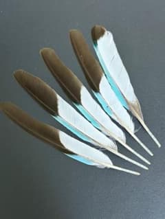 アオショウビンの羽根　鳥の羽根のサムネイル