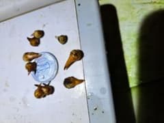 山野草 アマギテンナンショウ 分球 9個 - メルカリ