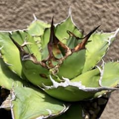 アガベ　オテロイ　ノーネーム②のサムネイル