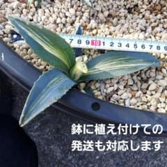 耐寒性あり 白縞斑入りアメリカーナ アガベ 子株 地植え可能 初心者