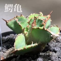 確認用【初売り】18 ぶつぶつ アガベ チタノタ 鰐亀 上澳園芸 - メルカリ