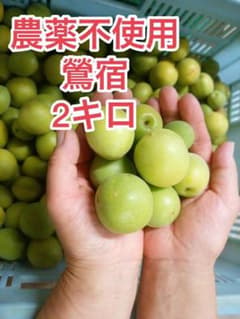 農薬不使用梅 古代品種「鶯宿(おうしゅく)」 2キロのサムネイル