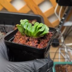 ハオルチア 玉扇 抜き苗 宛先匿名配送のサムネイル
