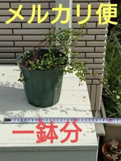 ワイヤープランツ 観葉植物 鉢植え - メルカリ