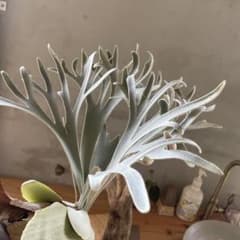 P.willinckii moonlight 胞子　大①のサムネイル