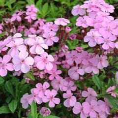 サポナリアピンク色 種のサムネイル