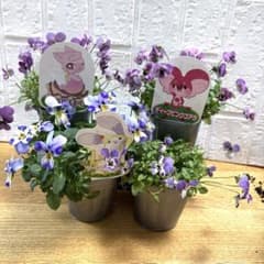 SALE♡見元園芸ビオラ4種セット♡3号♡ポットごとメルカリ便 - メルカリ