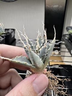 断*す様 アガベ ユタエンシス エボリスピナ実生6 - メルカリ