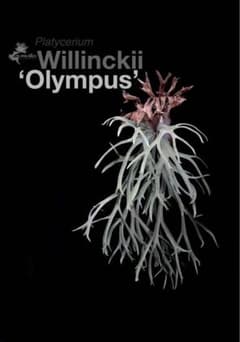 p.willinckii cv.Olympus オリンパス ビカクシダ - メルカリ
