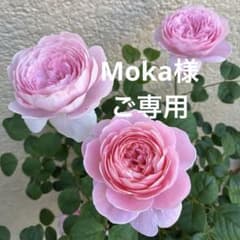 ネコポス便（57）バラ苗 バラ挿し木苗 可愛い - メルカリ