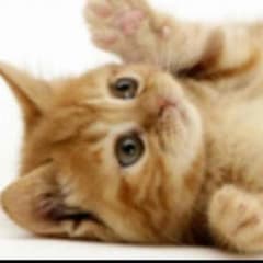 ヒロ様専用ですのサムネイル