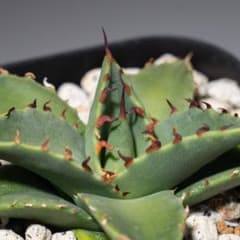 Agave 'Eborispina×Oteroi' - メルカリ
