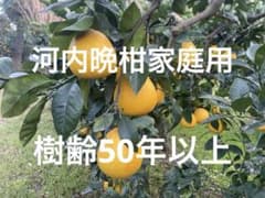 木成り河内晩柑家庭用！樹齢50年以上のサムネイル