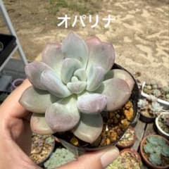 多肉植物 オパリナ 抜き苗 - メルカリ