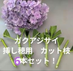 最後！豪華なガクアジサイ 挿し穂用 カット枝 6本セット！ - メルカリ