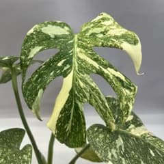 ル*ス様 YM069 116 モンステラ デリシオーサ レガシー 斑入り ワ*ル様 YM197モンステラ デリシオーサ レガシー 斑入り - メルカリ