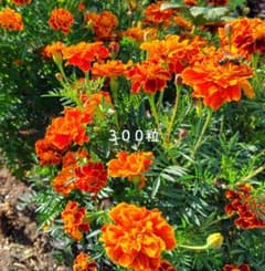 マリーゴールド 種 mix 300粒