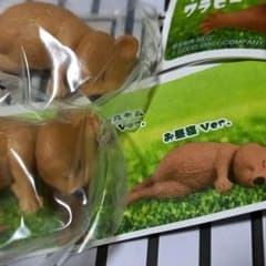 クアッカワラビー2個セットのサムネイル
