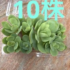 多肉植物 ピーチプリデ　　カット苗 10株のサムネイル