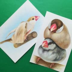 色鉛筆画(ハガキサイズ)「文鳥さん達」2枚セット - メルカリ